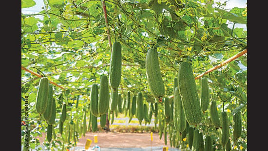 One in a melon: A plant breeder’s 48-year love affair with gourds