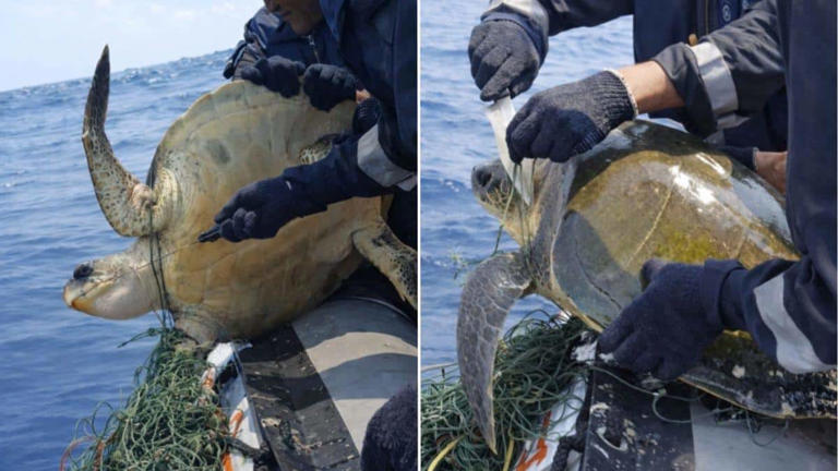 Coast Guard rescues endangered olive ridley turtle trapped in ghost net ...
