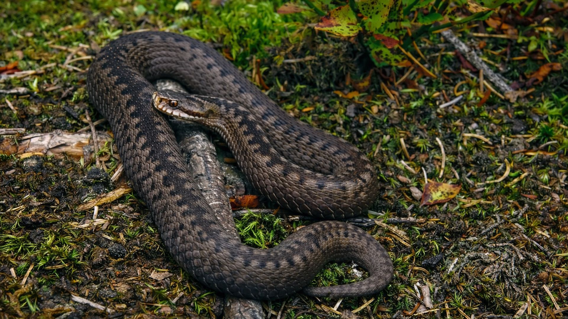 Hidden camera captures a venomous snake moving through the forest