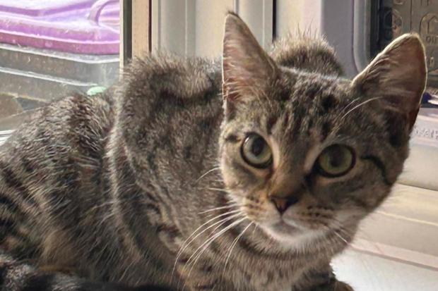 Heart breaking story of the kitten left abandoned on city street with a ...