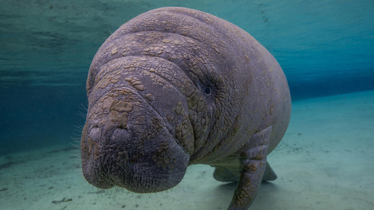 This lesser-known Florida state park boasts unspoiled beaches & unique ...