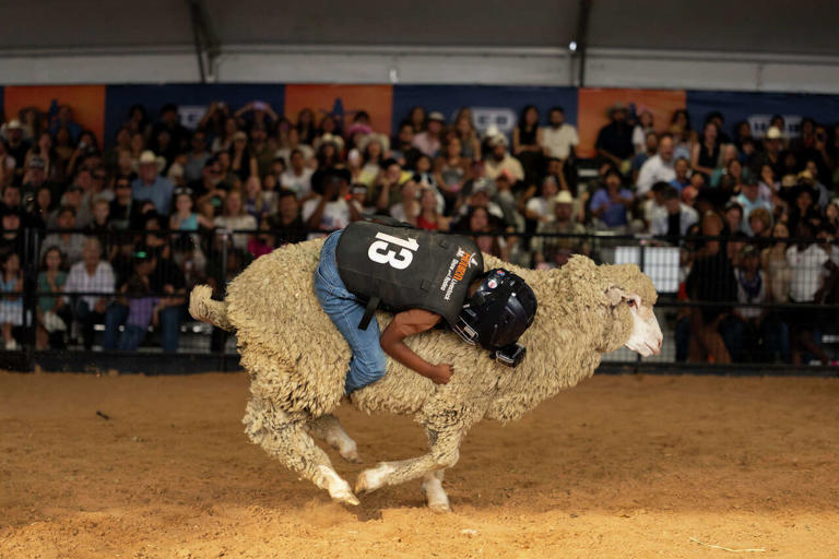 Inside mutton bustin': A behind-the-scenes look at one of RodeoHouston ...
