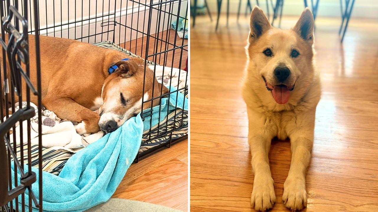 Bonded pair of dogs searching for new home after owner forced to surrender