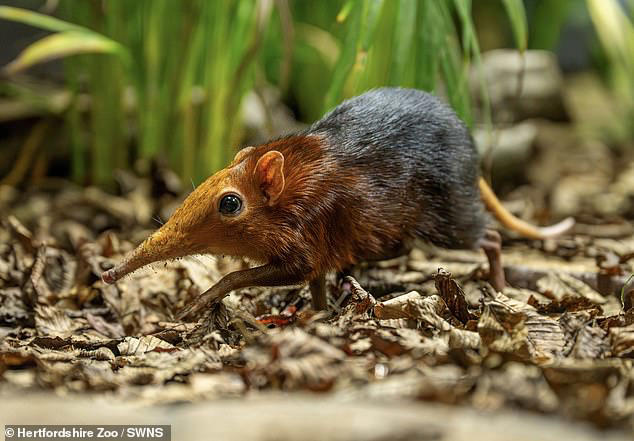 Rare elephant shrews born in UK for first time - but are so tiny they ...