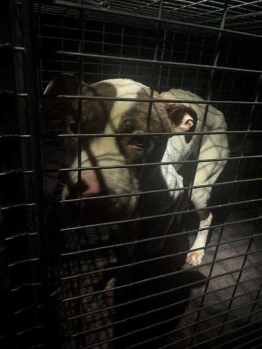 Woodbridge Regional Animal Control finds severely emaciated dog