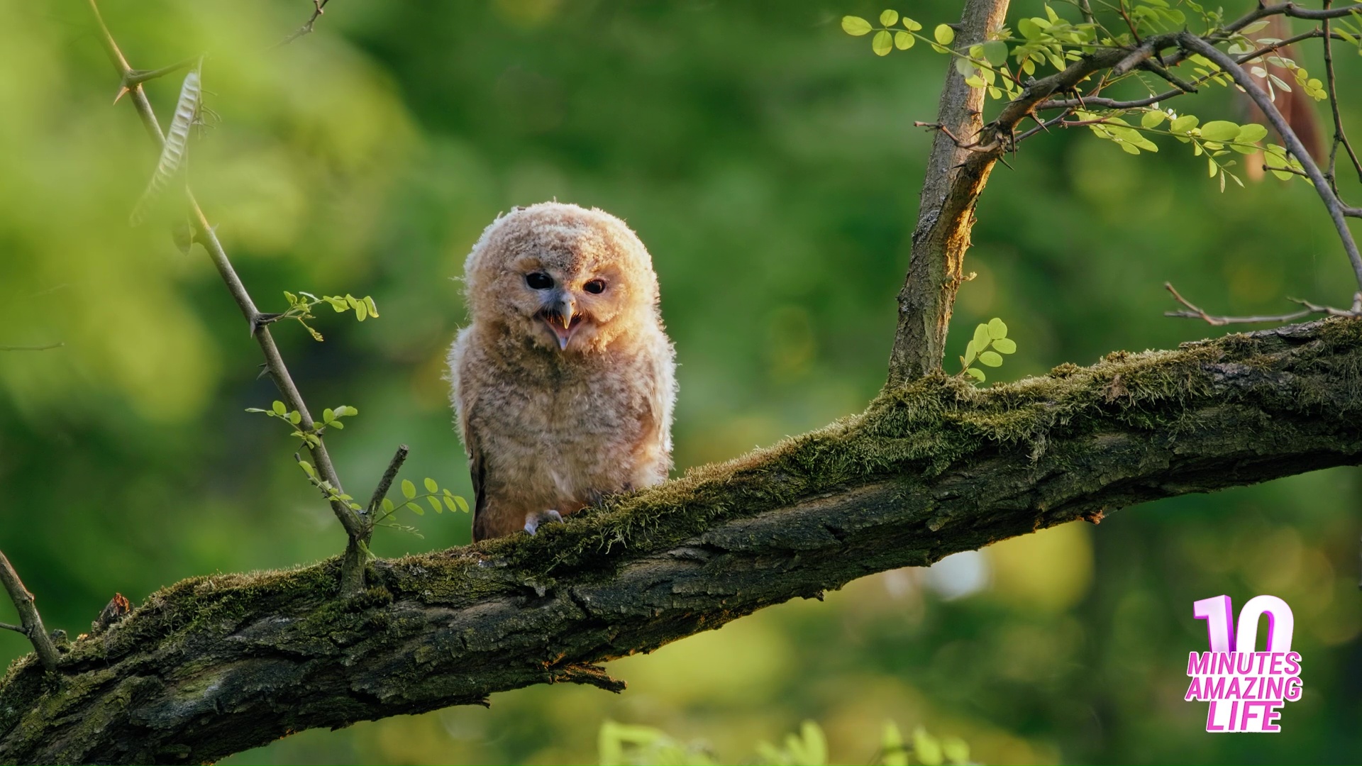A young tawny owl observing the forest