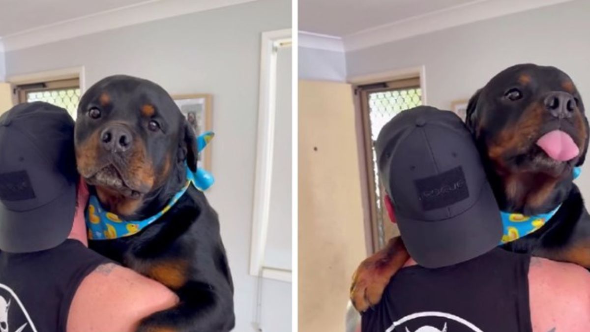 A Rottweiler seeks comfort after being bullied by a Chihuahua and the video goes viral<br><br>