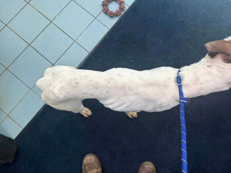 Woodbridge Regional Animal Control finds severely emaciated dog