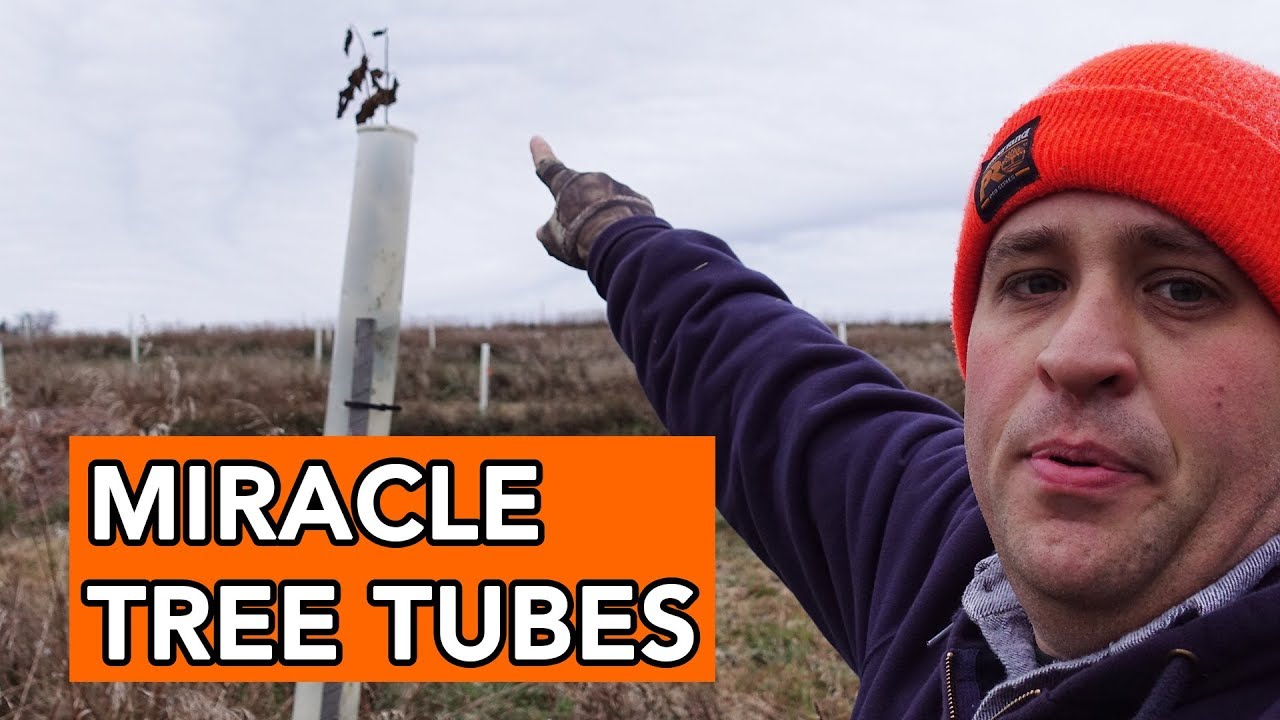 Tree Pro tubes review shows how to protect young seedlings