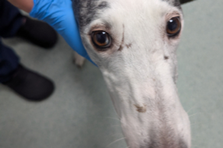 Emaciated dog found with large tumour as RSPCA launches appeal