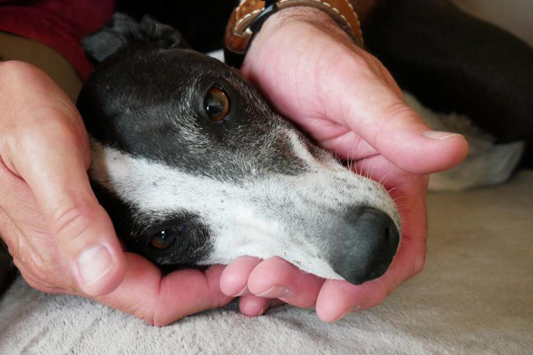 Emaciated dog found with large tumour as RSPCA launches appeal