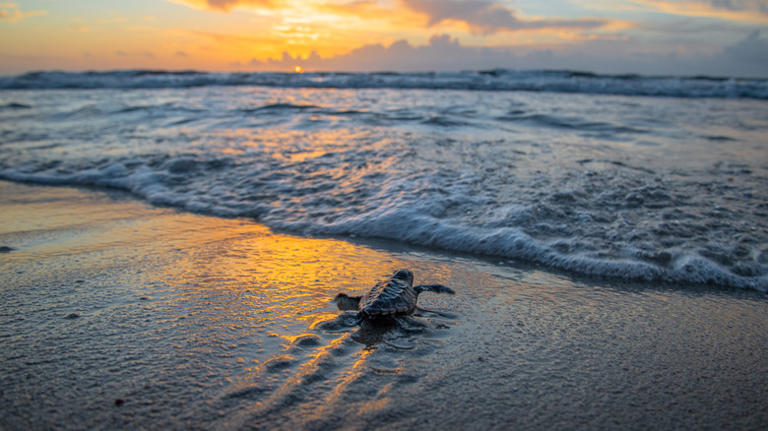 This lesser-known Florida state park boasts unspoiled beaches & unique ...