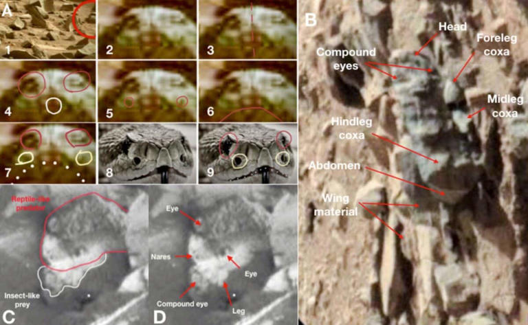 Scientists have released NASA rover photos showing possible insect and ...