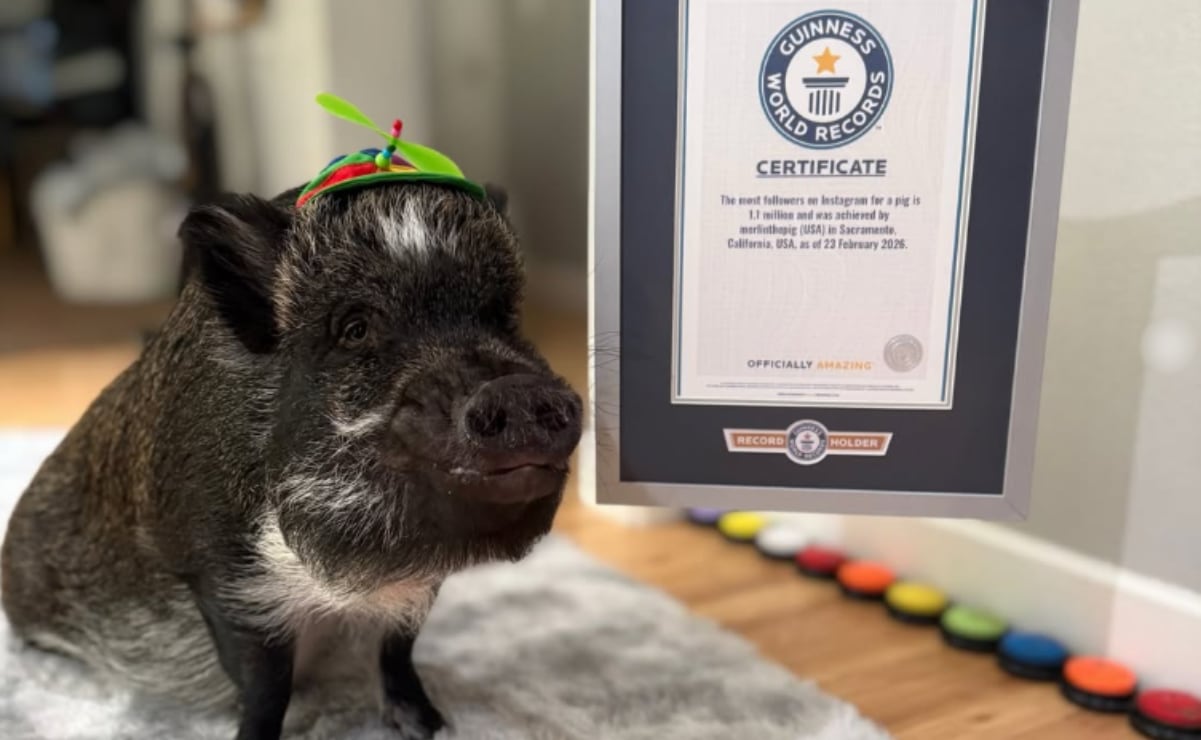 «Merlín», el mini cerdo que rompió un récord Guinness; conoce la ...