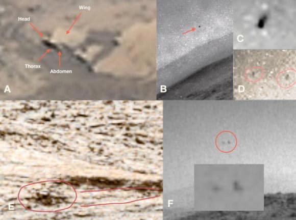 Scientists have released NASA rover photos showing possible insect and ...