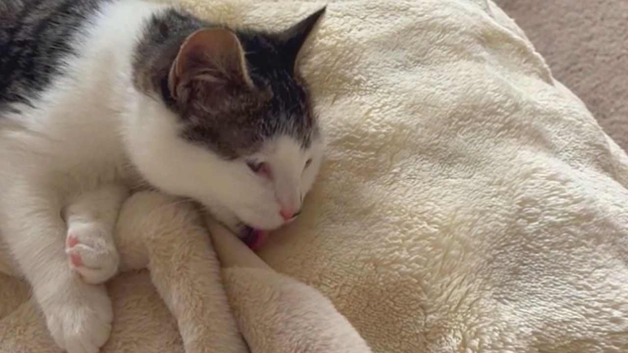 Cat accidentally grooms couch instead of herself