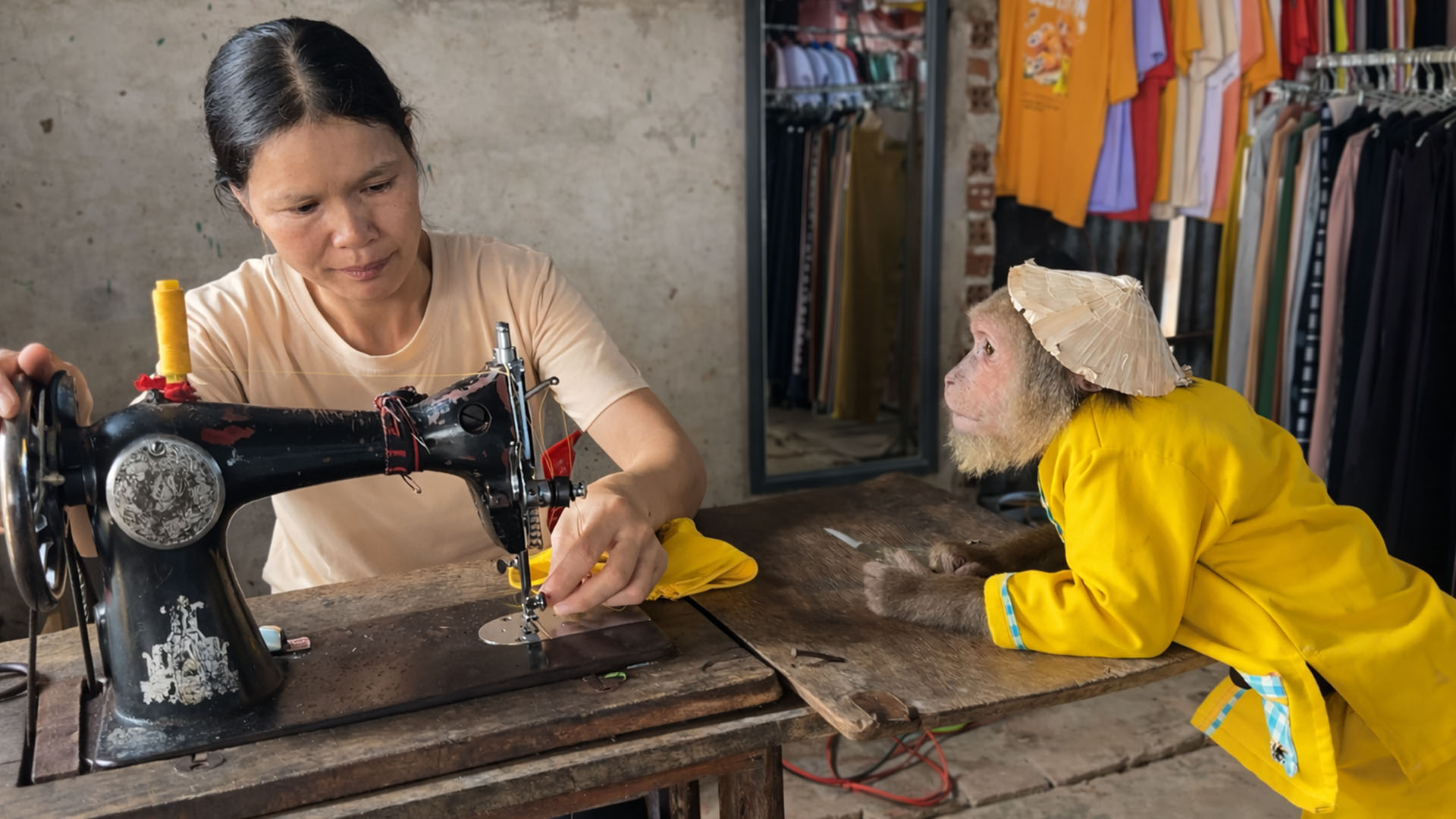 Cutis fixes baby monkey clothes after trouble
