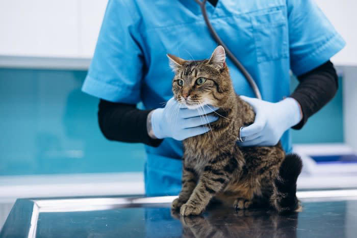 猫の『ワクチン接種』が大切な理由4つ 打つメリットや種類、タイミングも解説
