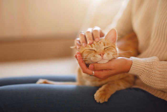 猫の『ワクチン接種』が大切な理由4つ 打つメリットや種類、タイミングも解説