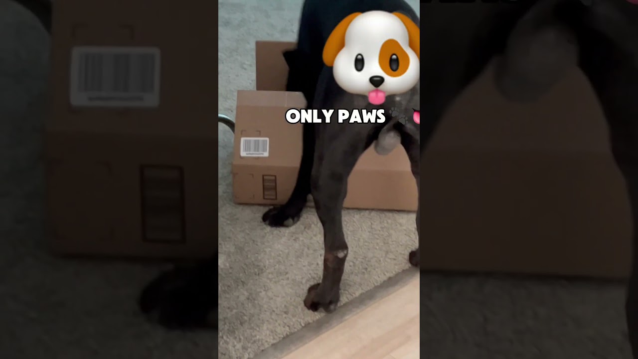 Massive dog refuses to give up his cardboard box