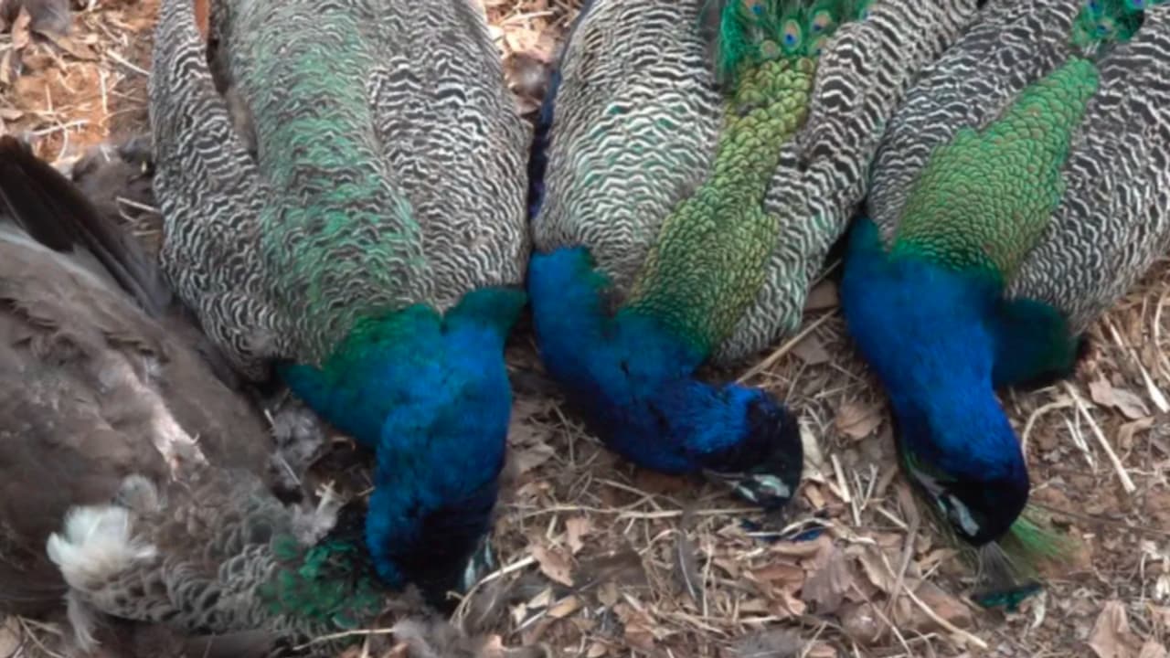 Karnataka: Six peacocks found dead in Nelamangala farm; poisoning suspected