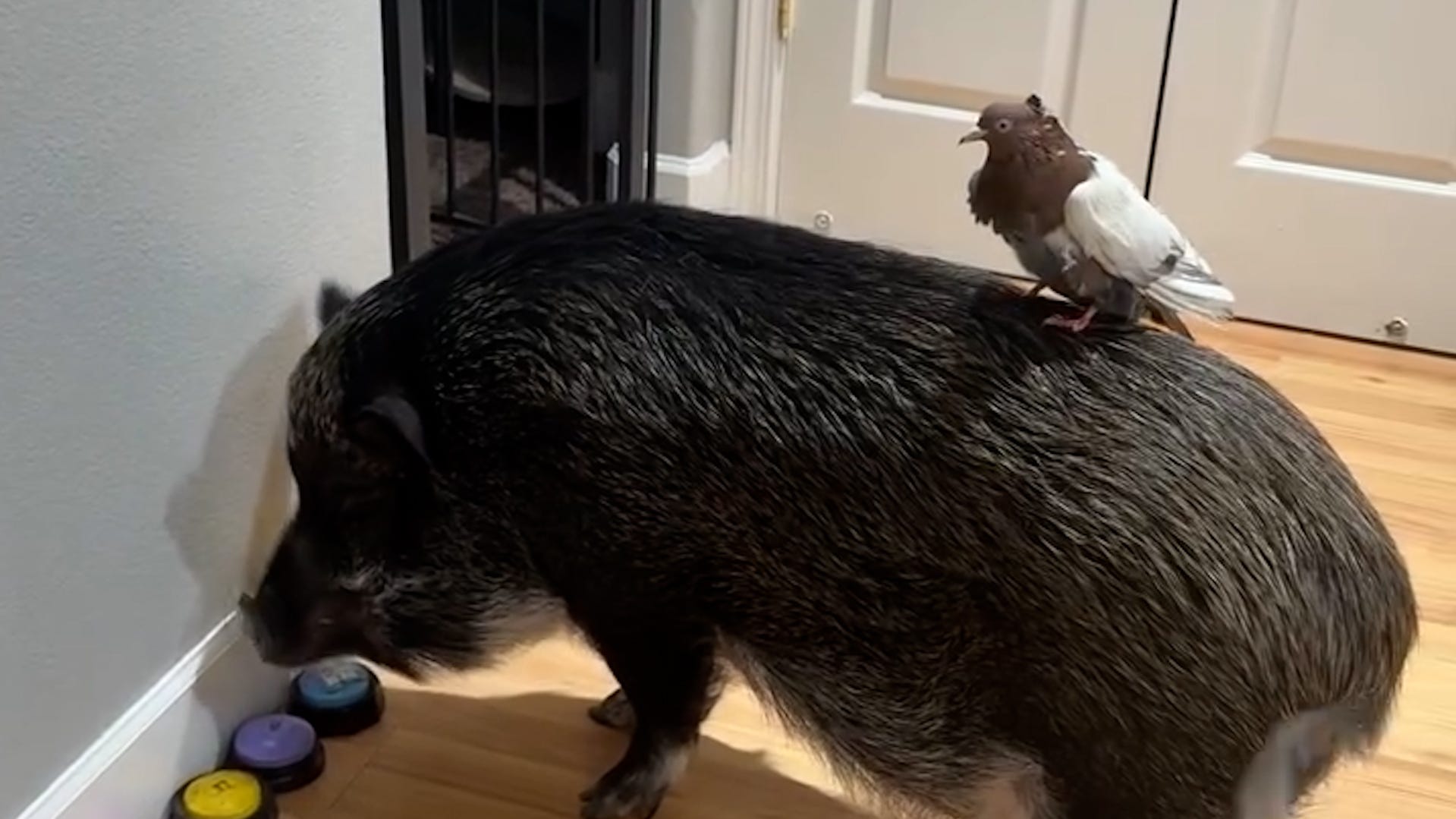 Merlin the talking pig charms with his button skills and personality