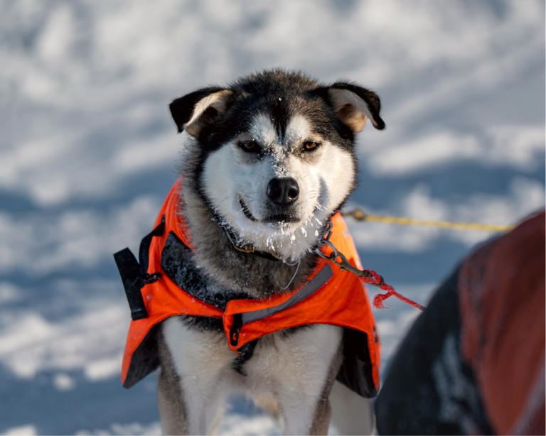2026 Iditarod live blog
