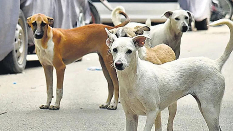 Three-year-old girl mauled to death by stray dogs in Peddapalli district