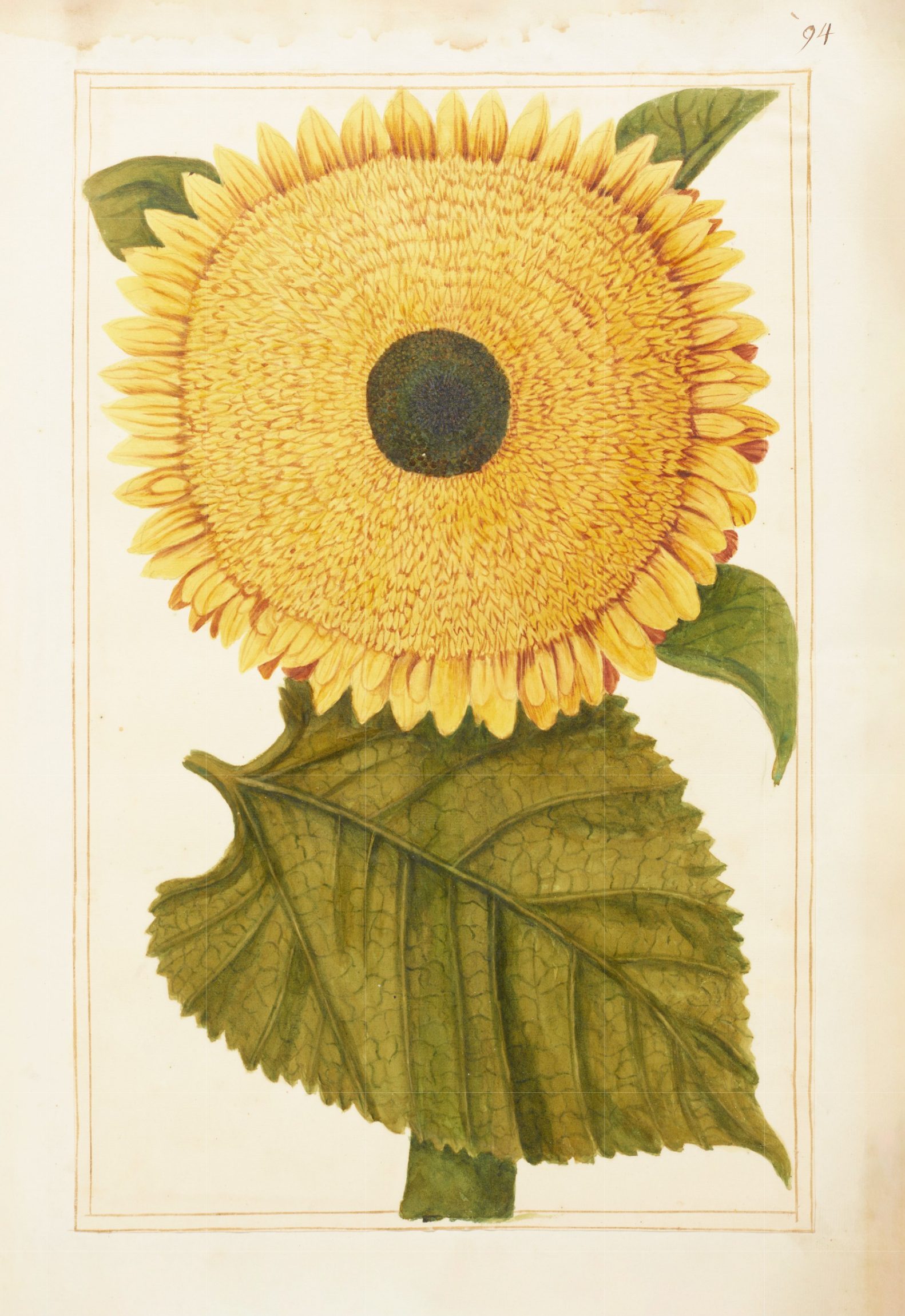 Mind-bending: a watercolour illustration of a sunflower in the Duchess of Beaufort's florilegium