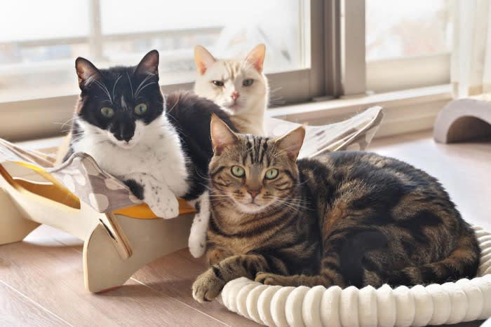 猫の『ワクチン接種』が大切な理由4つ 打つメリットや種類、タイミングも解説