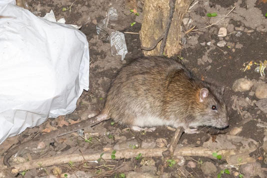 Rats like rabbits are stalking Birmingham streets