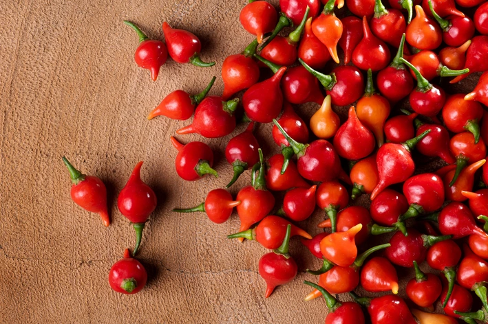 Cachorro pode comer pimenta? Entenda por que não é indicado oferecer ...