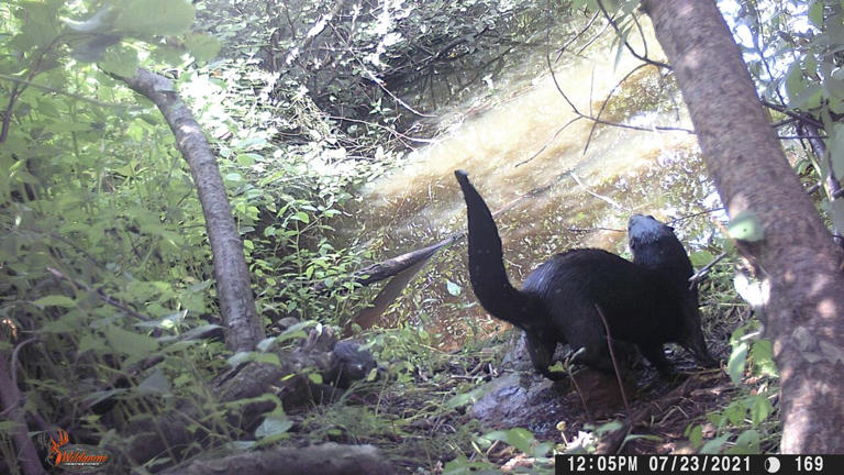 River otter chosen as mascot for Three Rivers after 'heartwarming ...