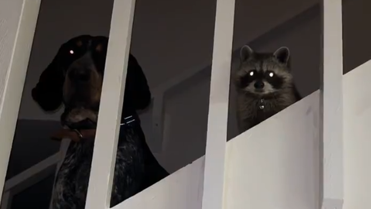 Coonhound and raccoon cause backyard mischief
