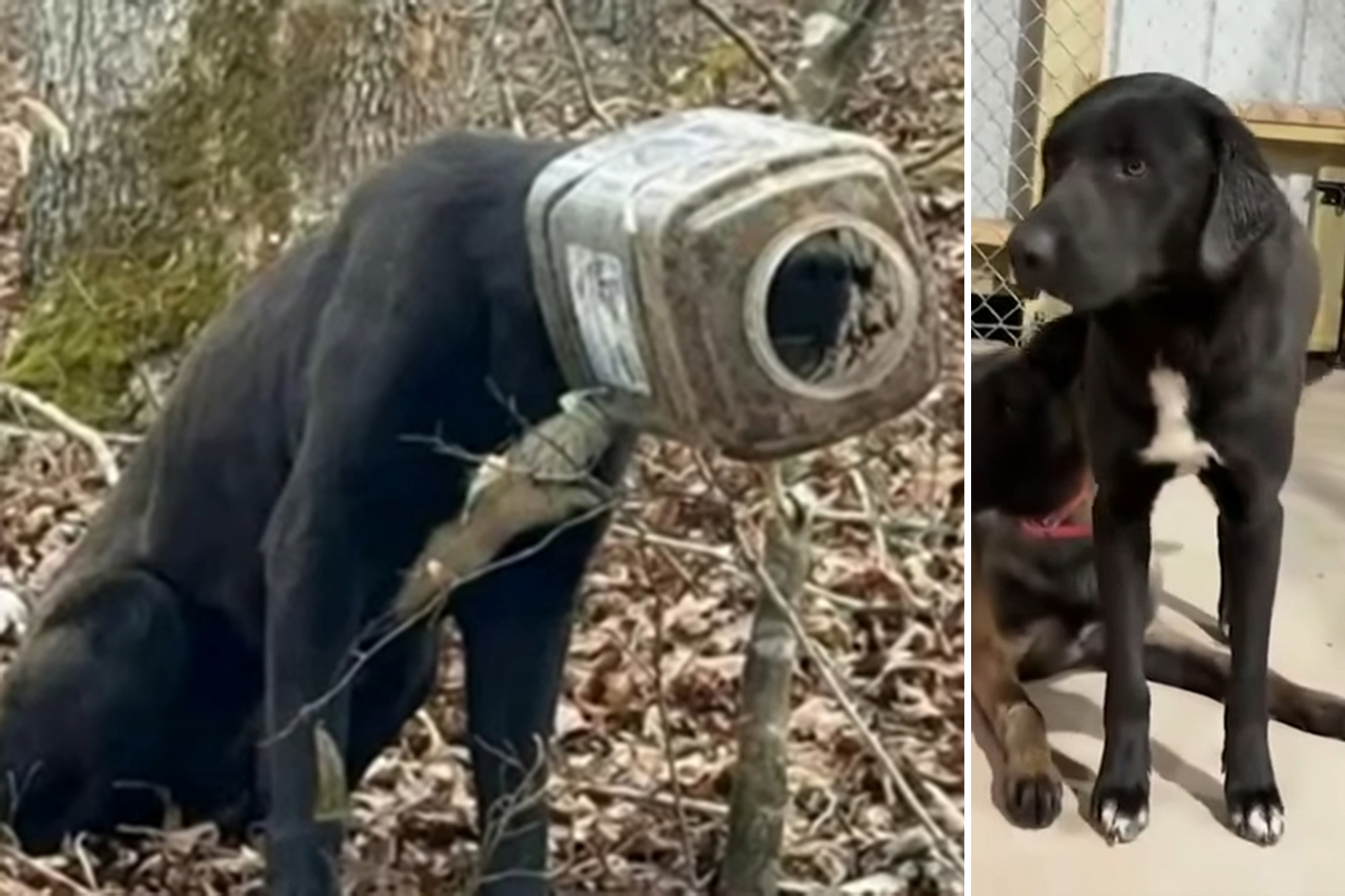 Stray dog 'Buck' — whose head was stuck in bucket — rescued after huge ...