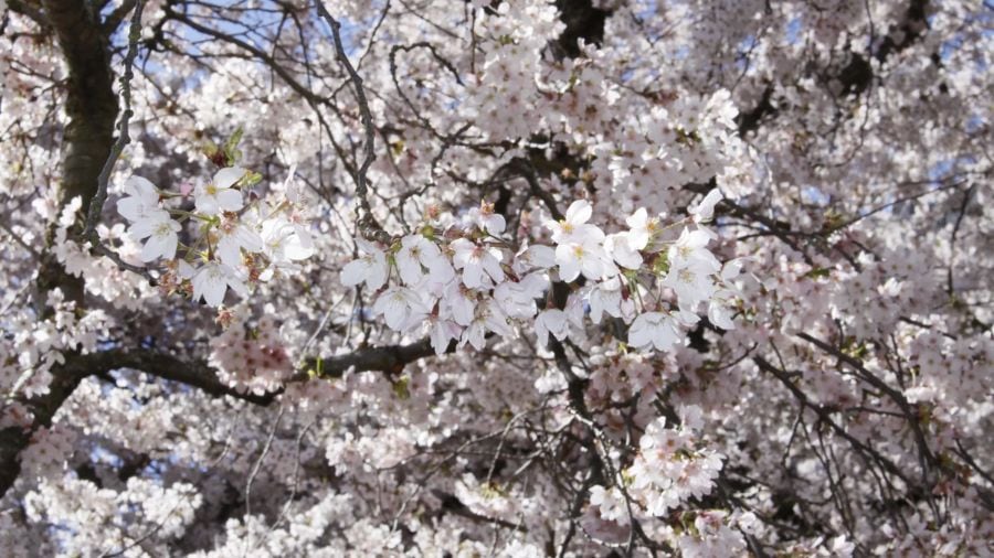 UW cherry blossom peak bloom may be delayed by fluctuating weather
