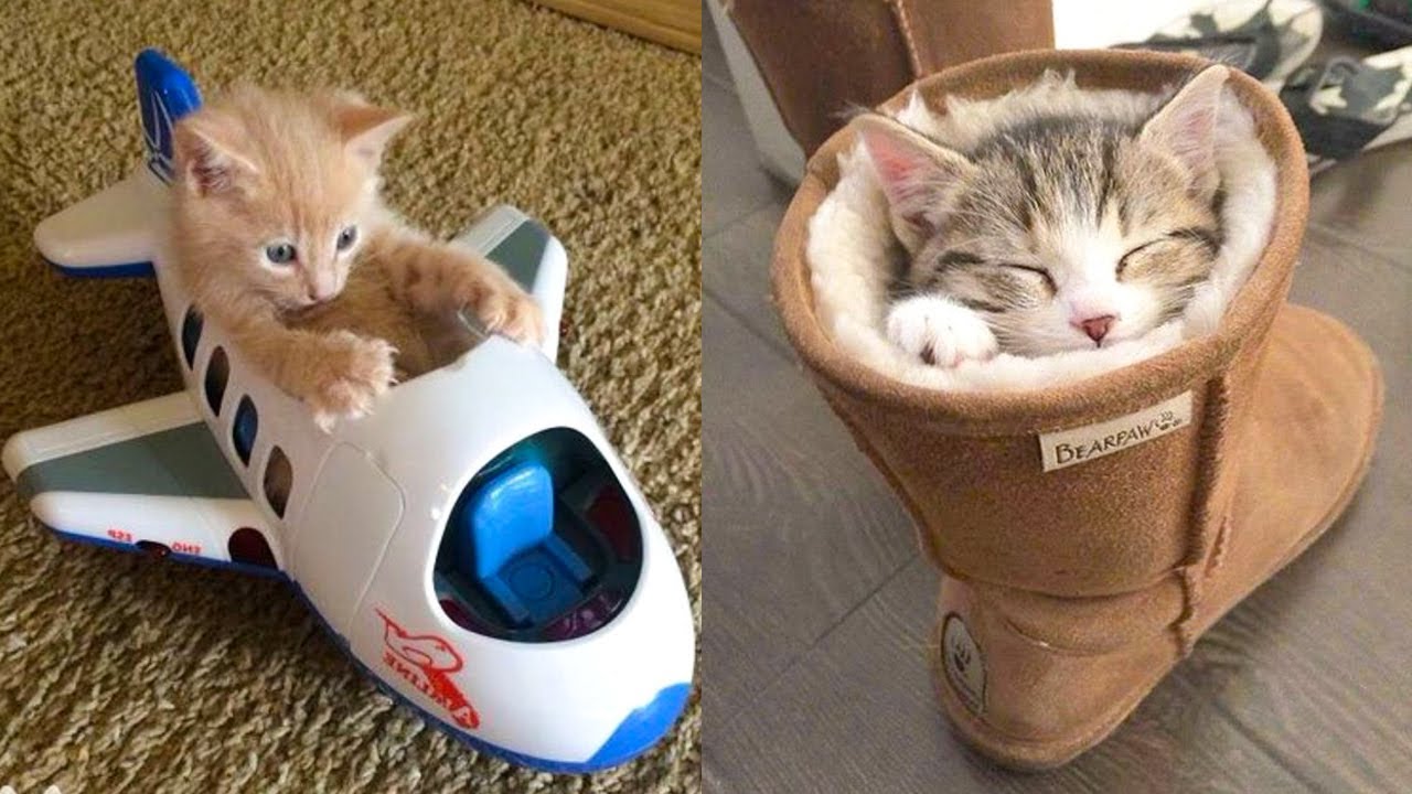 Funny kittens in adorable situations