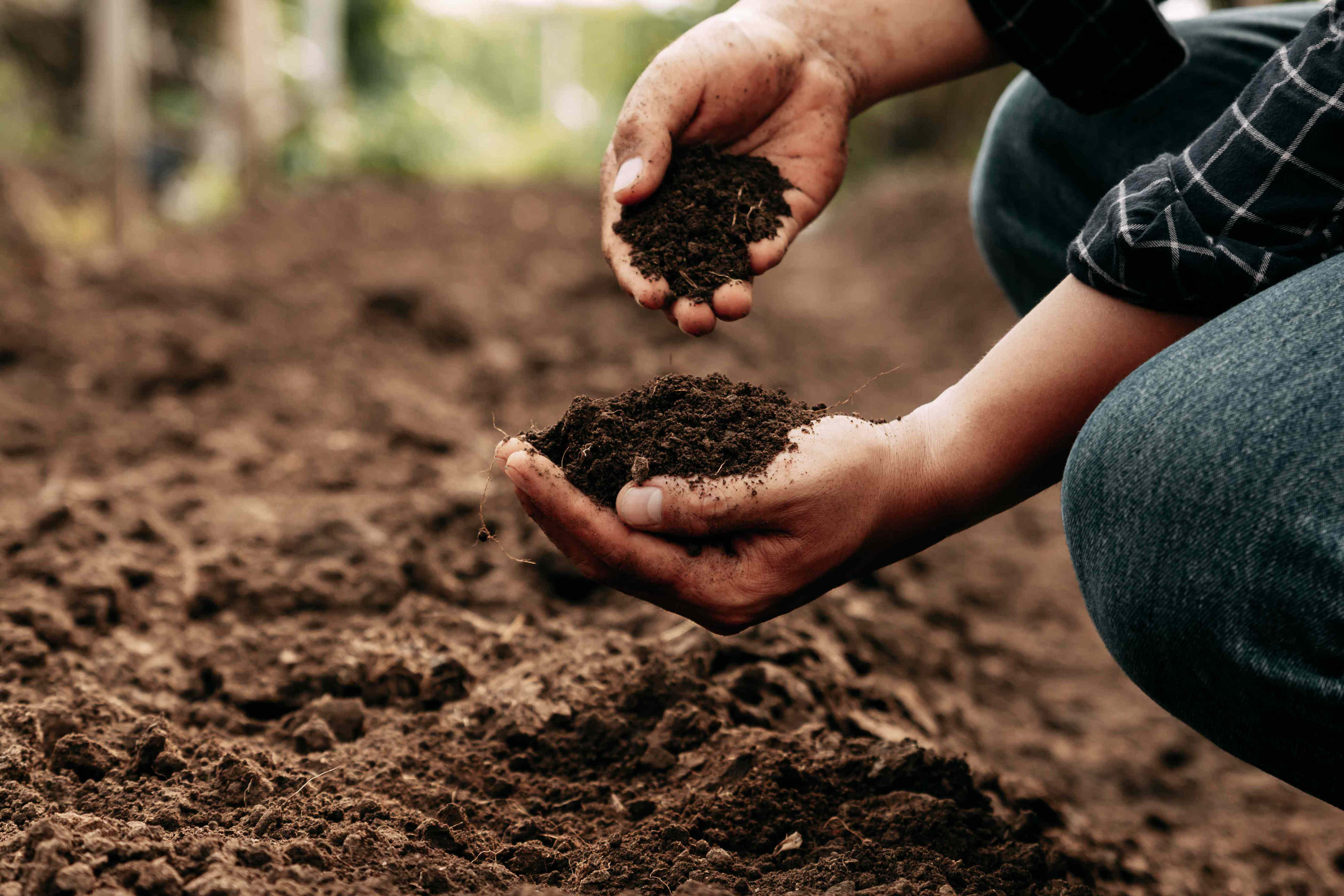 Dry soil that won’t absorb water? A gardening pro shares 7 simple fixes ...