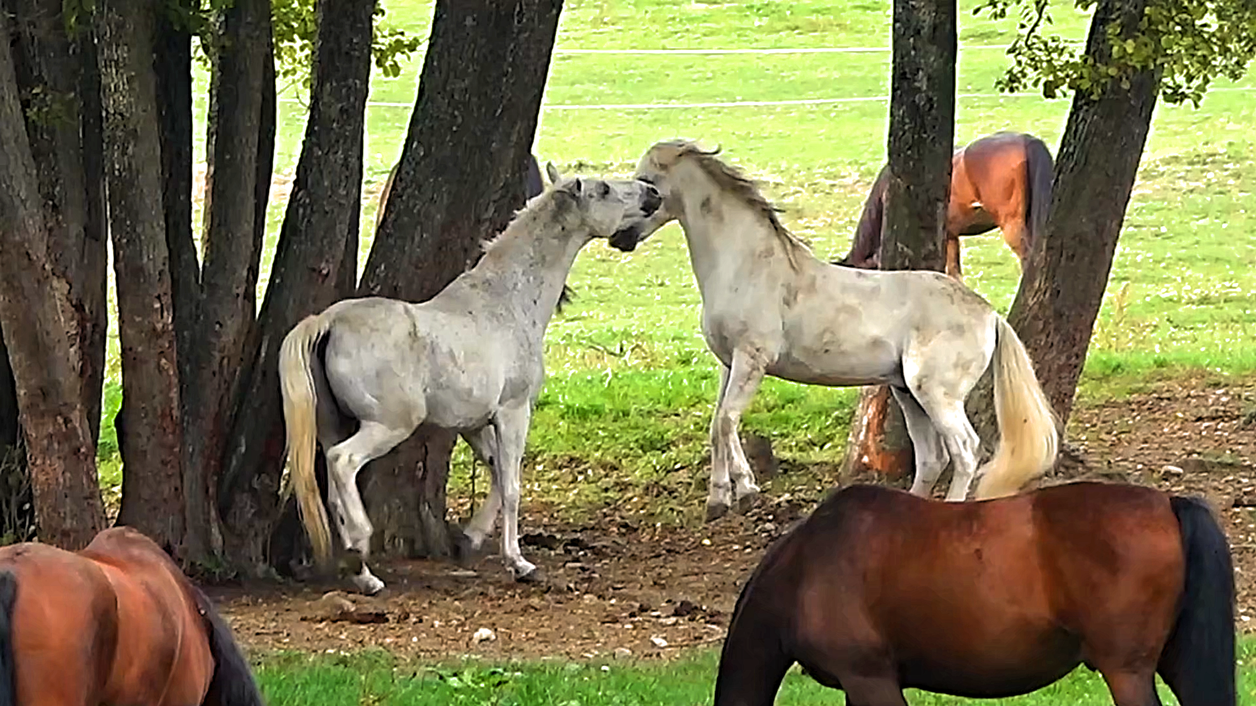 My camera captured two horses playing joyfully together