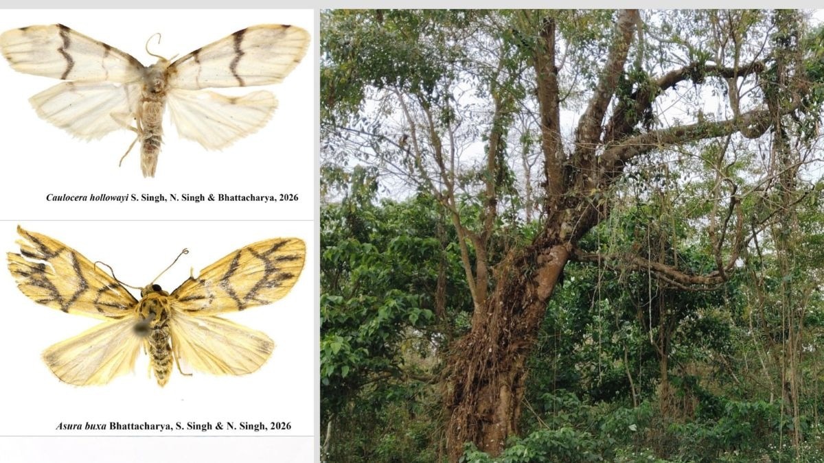 The Himalayas hid two unknown moth species. India just discovered them