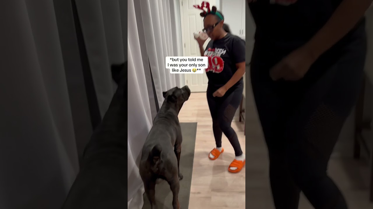 Starting the Christmas season with a massive cane corso dog