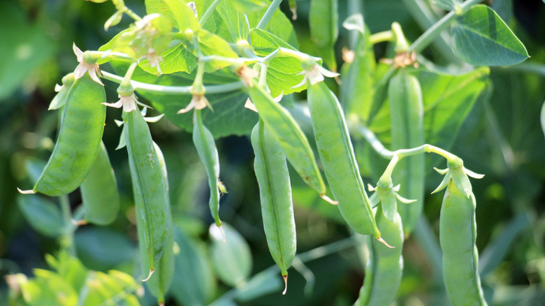 Peas grow quicker and more uniformly in your garden when you make this ...