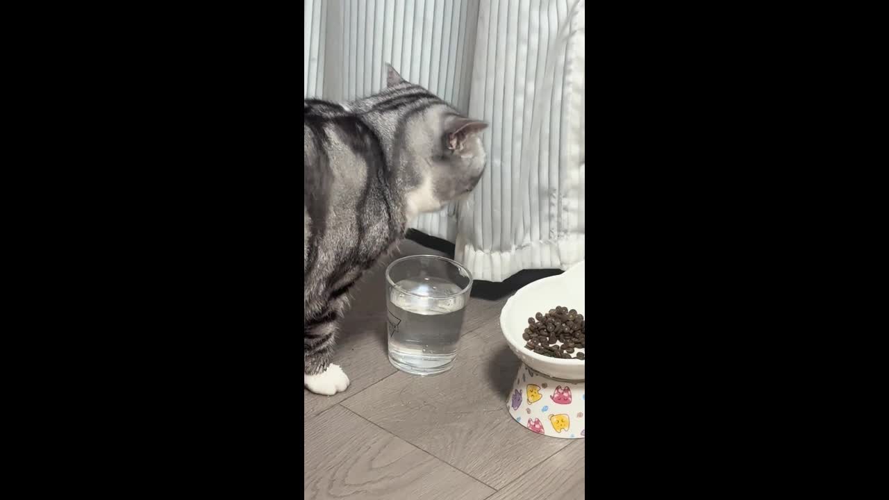 Cat dips paw before sipping water in Beijing, China
