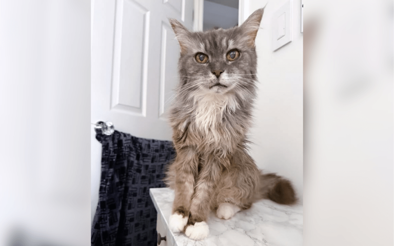 Woman convinced senior cat is saying 