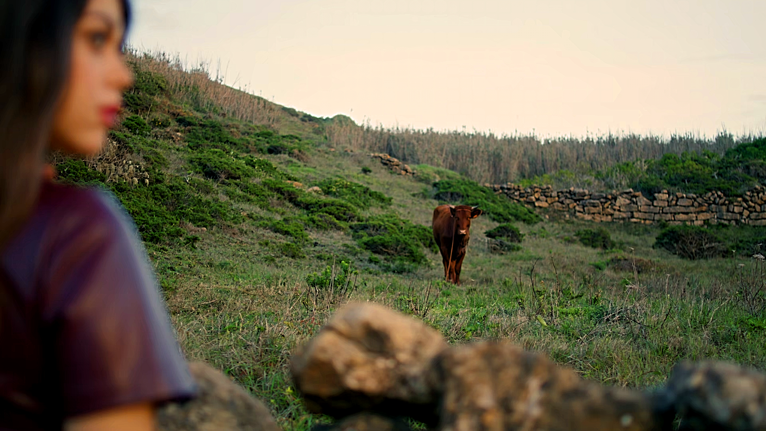 I caught close up a woman and a cow watching each other