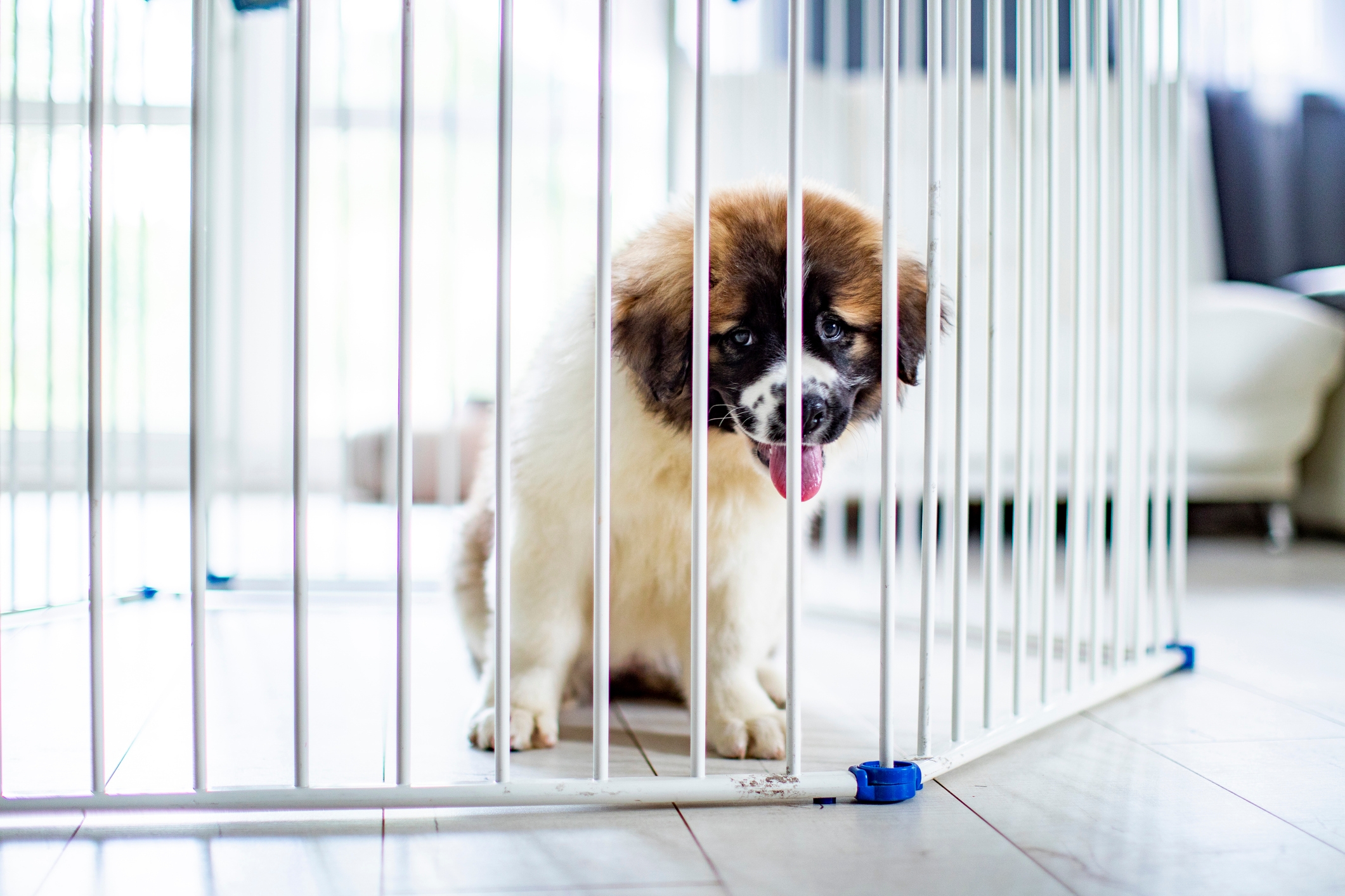 A fluffy puppy sits inside a white indoor pet gate, looking curiously with its tongue out
