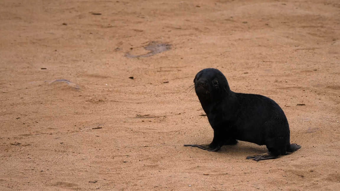 A rare close look at a seal pup on the shoreline