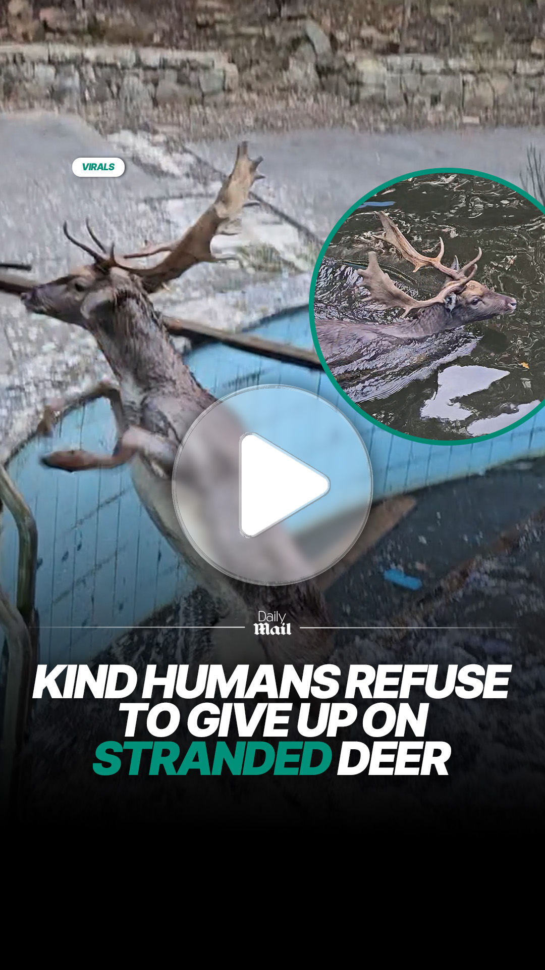 Rescuers refuse to give up on stranded deer