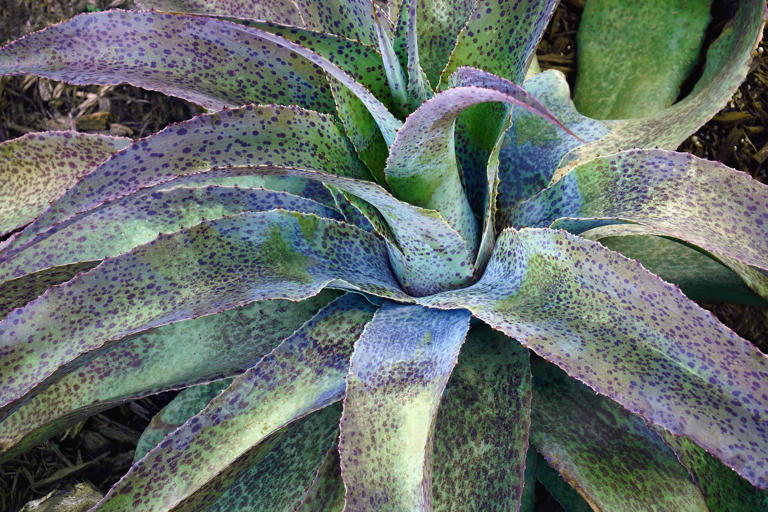 How to grow mangave, the trendy succulent-agave hybrid gardeners can't ...