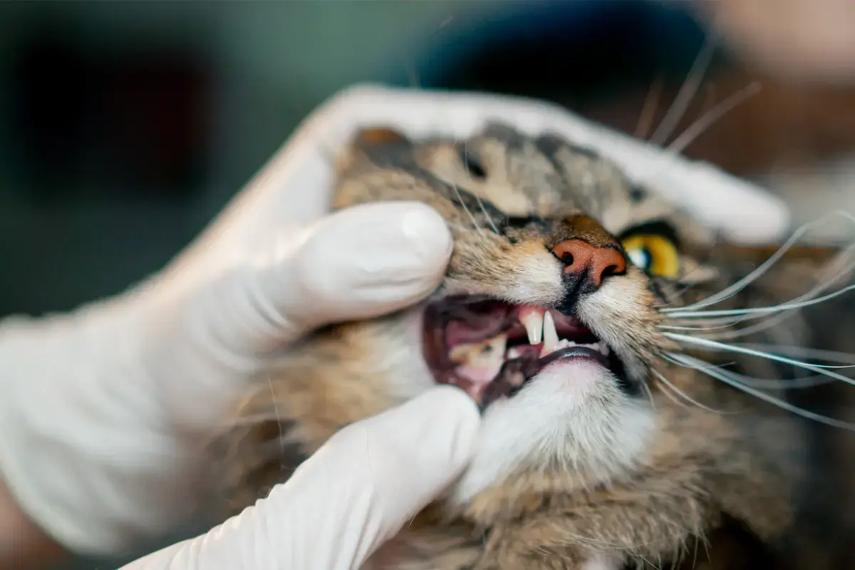 Enfermedades bucales en gatos: causas, síntomas, tratamientos y ...